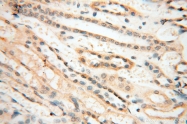 14958-1-AP - RBM8A / RBM8