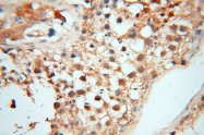 14958-1-AP - RBM8A / RBM8