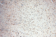 14958-1-AP - RBM8A / RBM8