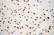 14958-1-AP - RBM8A / RBM8