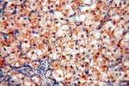 14958-1-AP - RBM8A / RBM8