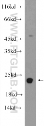 14958-1-AP - RBM8A / RBM8