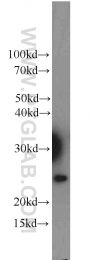 14958-1-AP - RBM8A / RBM8