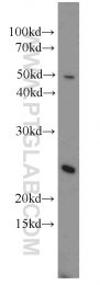 14958-1-AP - RBM8A / RBM8