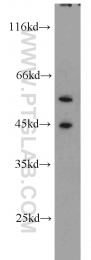 13166-1-AP - RBMS2 / SCR3