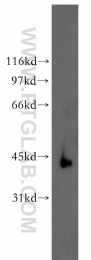 13166-1-AP - RBMS2 / SCR3