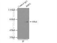 14613-1-AP - RBP-J kappa / RBPJ