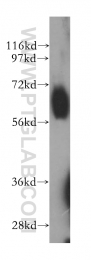 14613-1-AP - RBP-J kappa / RBPJ