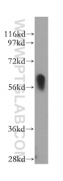 14613-1-AP - RBP-J kappa / RBPJ