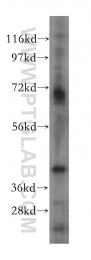 15330-1-AP - RCL1