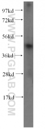 15330-1-AP - RCL1