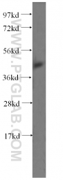 15330-1-AP - RCL1