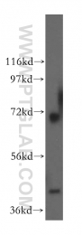 15330-1-AP - RCL1
