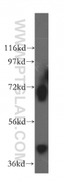 15330-1-AP - RCL1
