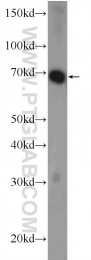 25970-1-AP - RCOR3