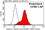 13790-1-AP - Radixin / RDX