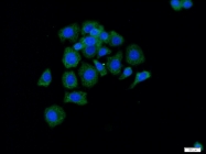 13790-1-AP - Radixin / RDX
