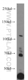 13827-1-AP - RECK / ST15