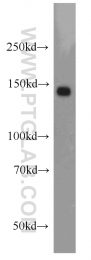 17008-1-AP - RecQ4 / RECQL4