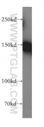 17008-1-AP - RecQ4 / RECQL4