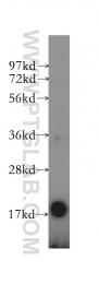 12268-1-AP - REG4