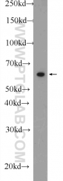 25027-1-AP - RELB / I-Rel