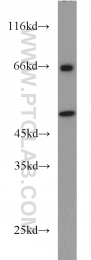 14532-1-AP - TNFRSF19L / RELT