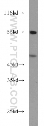14532-1-AP - TNFRSF19L / RELT