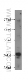 11814-1-AP - RFC3 / RFC38