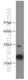 11814-1-AP - RFC3 / RFC38
