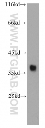 10806-1-AP - RFC4 / RFC37