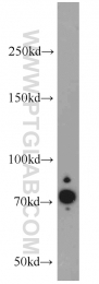 14784-1-AP - RFX3