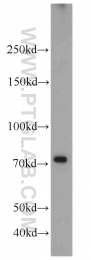 14784-1-AP - RFX3