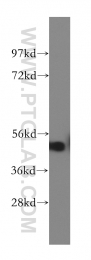12387-1-AP - RGMA / RGM