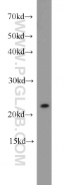 11163-1-AP - RGS10