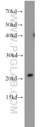 11163-1-AP - RGS10