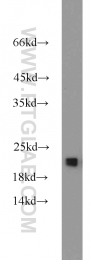 11163-1-AP - RGS10