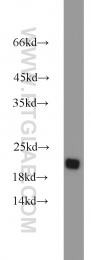 11163-1-AP - RGS10
