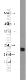 11163-1-AP - RGS10