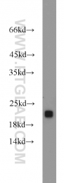 11163-1-AP - RGS10