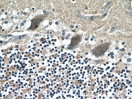 12549-1-AP - RGS17