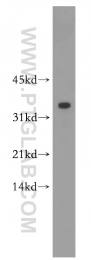 14530-1-AP - RGS4