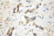 11590-1-AP - RGS5
