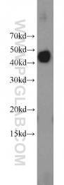 11590-1-AP - RGS5