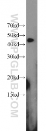 11590-1-AP - RGS5