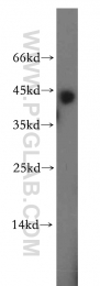 11590-1-AP - RGS5