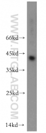 11590-1-AP - RGS5