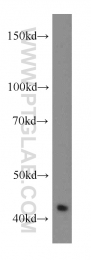 11590-1-AP - RGS5
