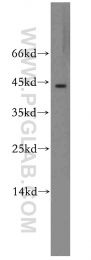 11590-1-AP - RGS5