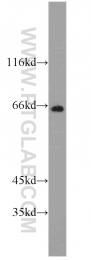 14056-1-AP - RGS7